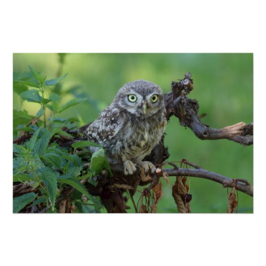 Athene noctua poster (Vorderseite)