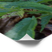Athene noctua poster (Ecke)