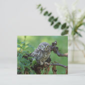 Athene noctua postkarte (Stehend Vorderseite)