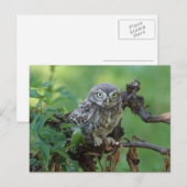 Athene noctua postkarte (Vorne/Hinten)