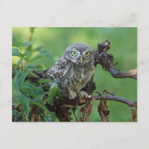 Athene noctua postkarte
