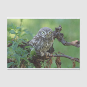 Athene noctua seidenpapier