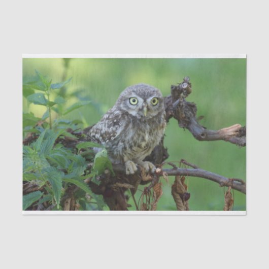 Athene noctua seidenpapier (Vorderseite)