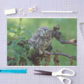 Athene noctua seidenpapier (Handwerk)