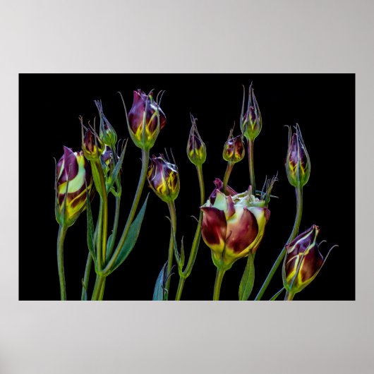 Ätherische Lila Tulips Poster (Vorne)