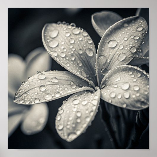 Ätherische monochrome Plumerien-Makrofotografie Poster (Vorne)