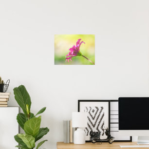 Ätherische Rosa Afrikanische Margerite Poster