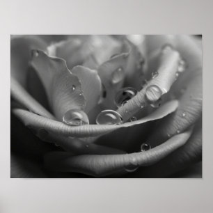 Ätherisches monochromes Rosenblatt-Makro Poster