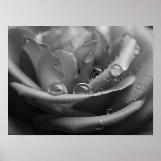 Ätherisches monochromes Rosenblatt-Makro Poster (Vorne)