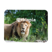 Äthiopien Lion Magnet (Horizontal)