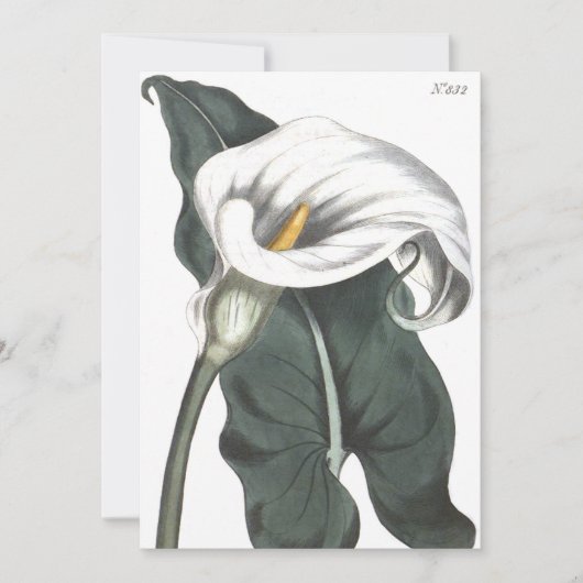 Äthiopische Calla Lily Botanische Illustration Dankeskarte (Vorderseite)