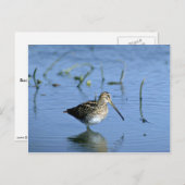 Äthiopischer Snipe Postkarte (Vorne/Hinten)