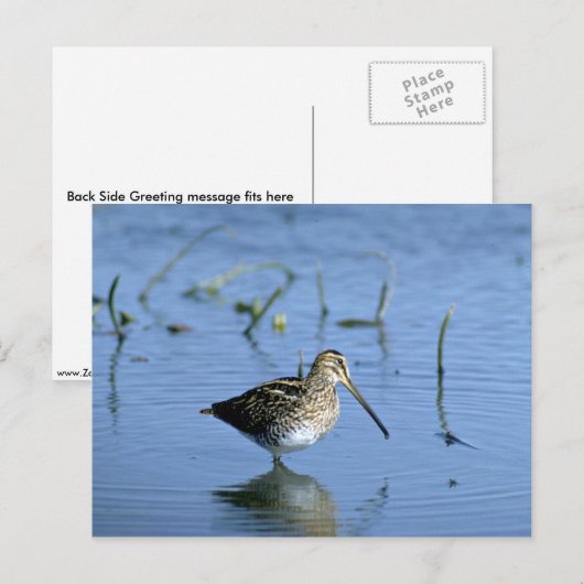 Äthiopischer Snipe Postkarte (Vorne/Hinten)