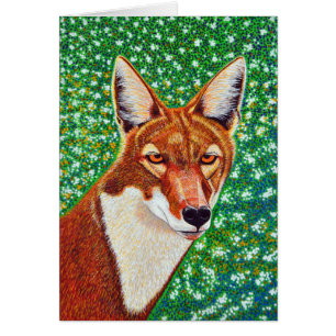 Äthiopischer Wolf