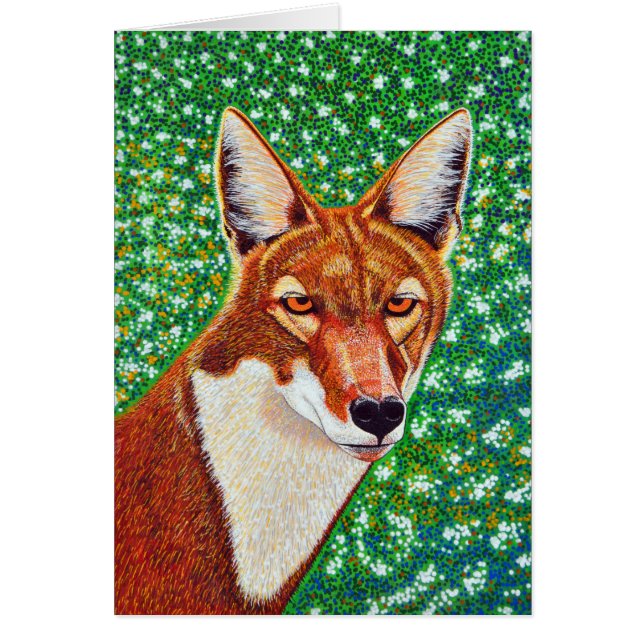 Äthiopischer Wolf (Vorne)