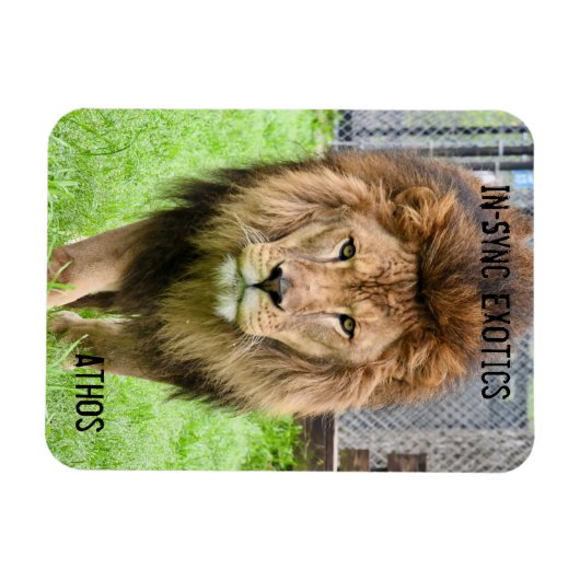 Athos Lion - Magnet (Horizontal)