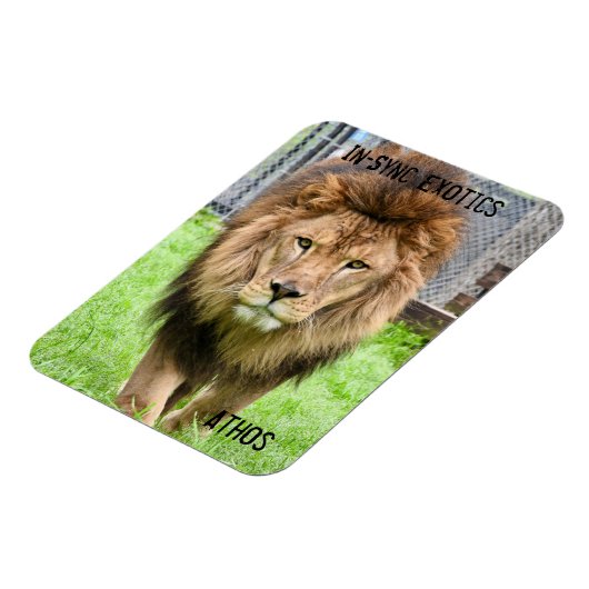 Athos Lion - Magnet (Linke Seite)