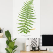 Athyrium Filix-Femina (Lady Fern) von Ferns Briti Poster (Heimbüro)