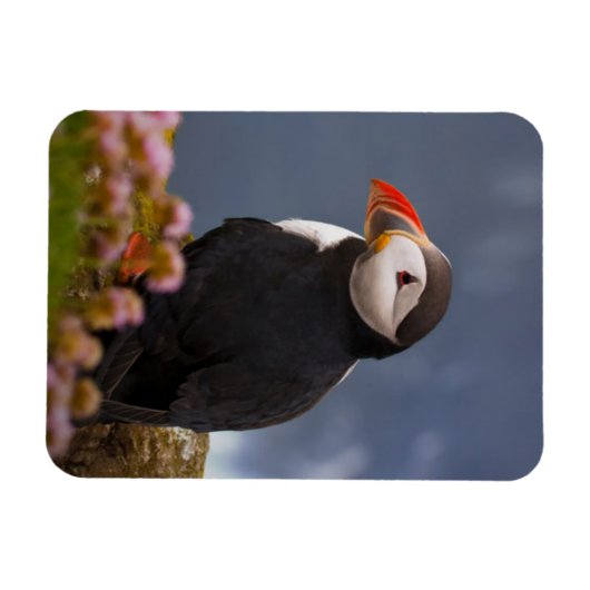 ATL PUFFIN MAGNET (Horizontal)