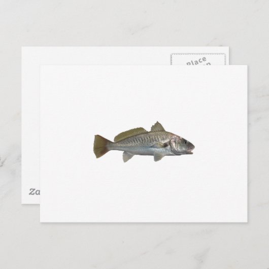 Atlantic Croaker Postkarte (Vorne/Hinten)