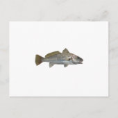Atlantic Croaker Postkarte (Vorderseite)
