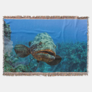 Atlantic Goliath Grouper Decke