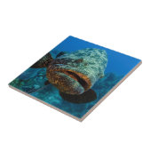 Atlantic Goliath Grouper Fliese (Seite)