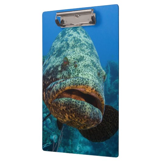 Atlantic Goliath Grouper Klemmbrett (Links)