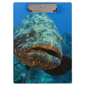Atlantic Goliath Grouper Klemmbrett (Vorderseite)
