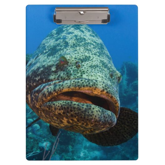Atlantic Goliath Grouper Klemmbrett (Vorderseite)