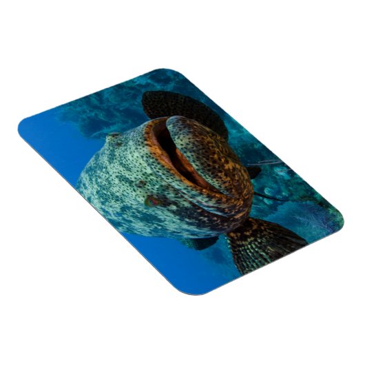 Atlantic Goliath Grouper Magnet (Rechte Seite)