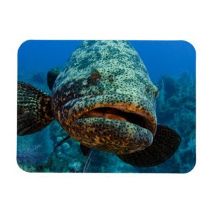 Atlantic Goliath Grouper Magnet
