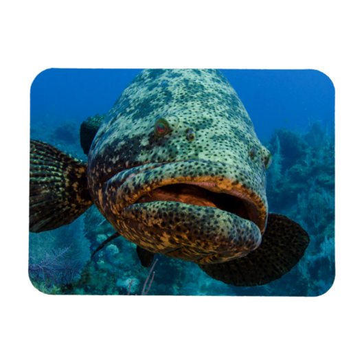 Atlantic Goliath Grouper Magnet (Horizontal)