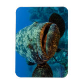 Atlantic Goliath Grouper Magnet (Vertikal)