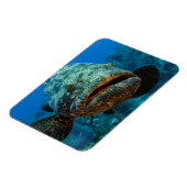Atlantic Goliath Grouper Magnet (Linke Seite)