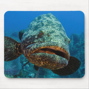 Atlantic Goliath Grouper Mousepad