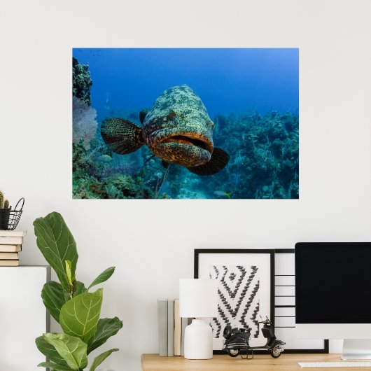 Atlantic Goliath Grouper Poster (Heimbüro)
