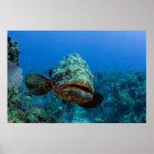 Atlantic Goliath Grouper Poster (Vorne)