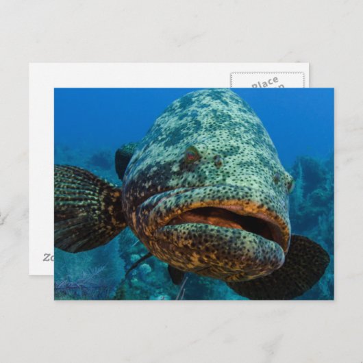 Atlantic Goliath Grouper Postkarte (Vorne/Hinten)