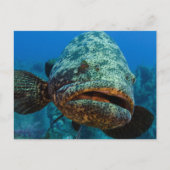 Atlantic Goliath Grouper Postkarte (Vorderseite)
