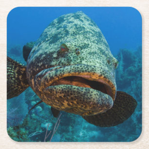Atlantic Goliath Grouper Rechteckiger Pappuntersetzer