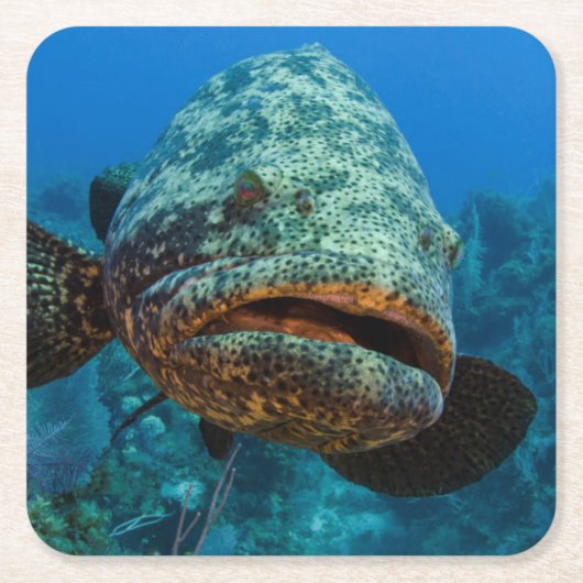 Atlantic Goliath Grouper Rechteckiger Pappuntersetzer (Vorderseite)