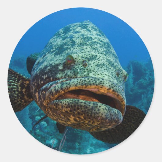 Atlantic Goliath Grouper Runder Aufkleber (Vorderseite)