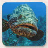 Atlantic Goliath Grouper Untersetzer (Vorderseite)