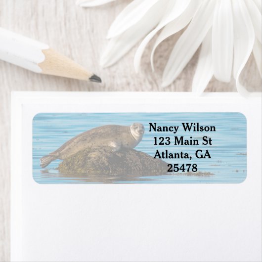 Atlantic Harbor Seal (Insitu)