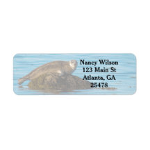 Atlantic Harbor Seal