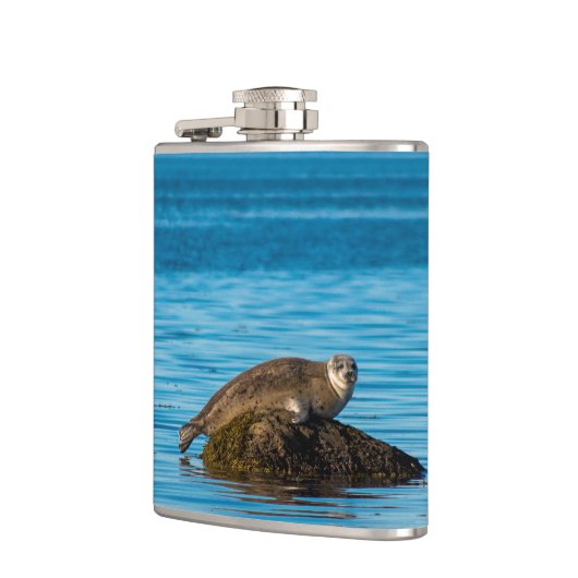 Atlantic Harbor Seal Flachmann (Links)