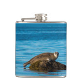 Atlantic Harbor Seal Flachmann (Vorderseite)