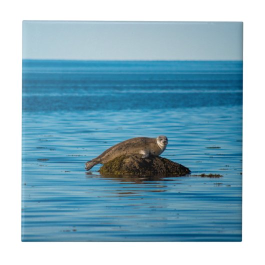 Atlantic Harbor Seal Fliese (Vorderseite)