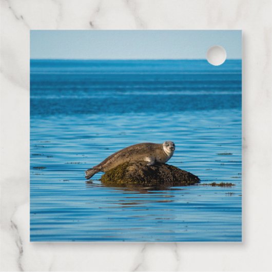 Atlantic Harbor Seal Geschenkanhänger (Rückseite)